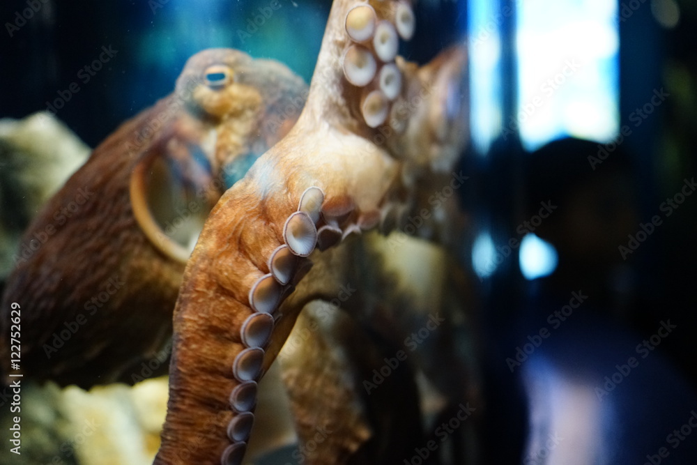 タコ　蛸　軟体動物　吸盤