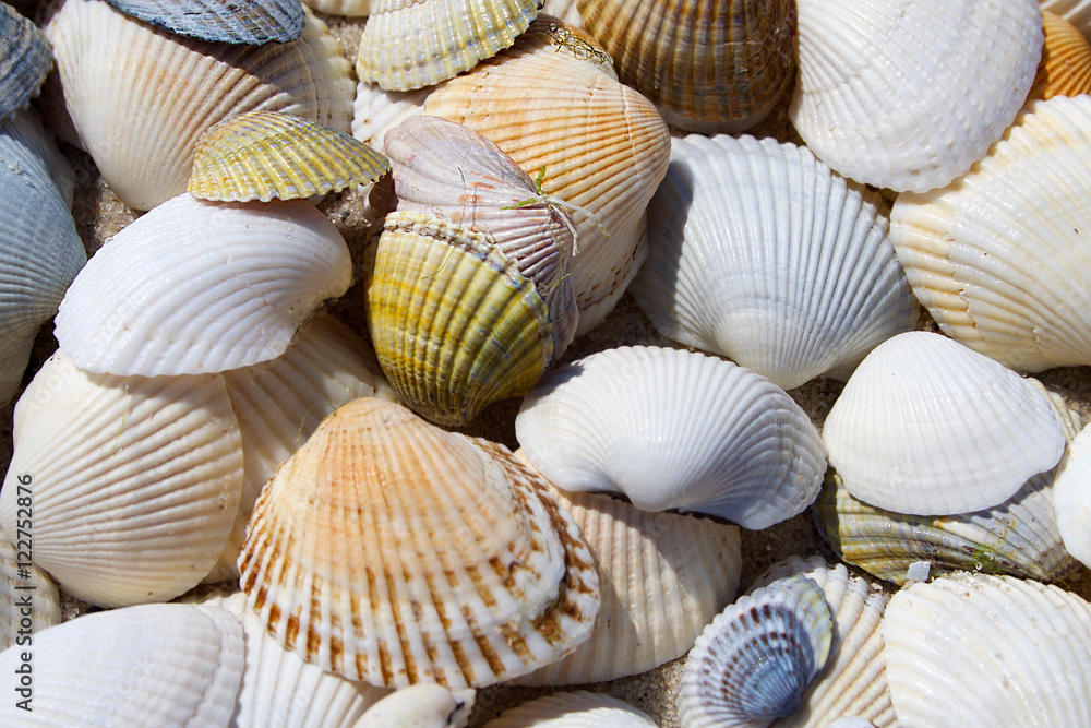 Background of seashells