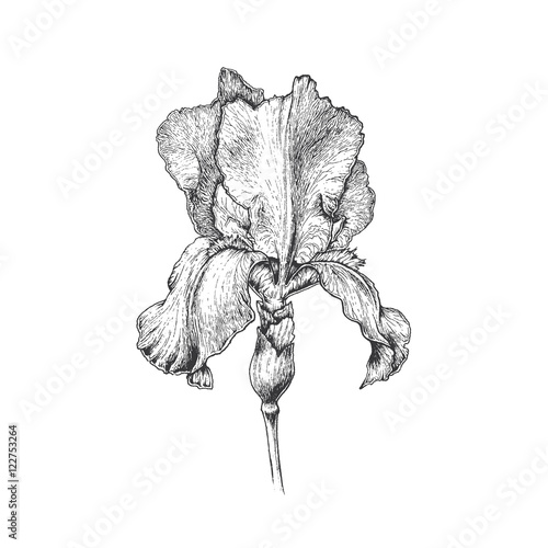 Hand drawn graphical iris flower