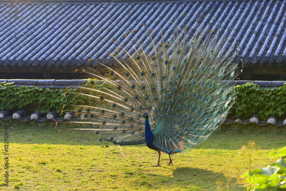 Obraz premium 광주패밀리랜드의 공작새