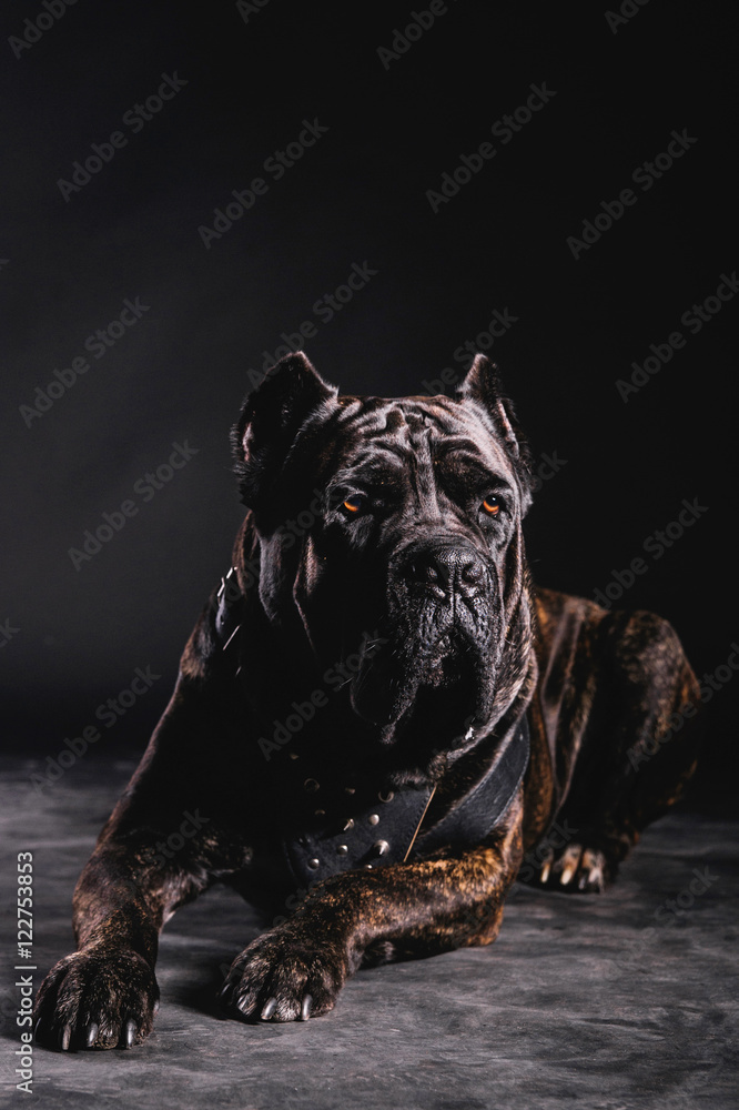 a big dog on a black background