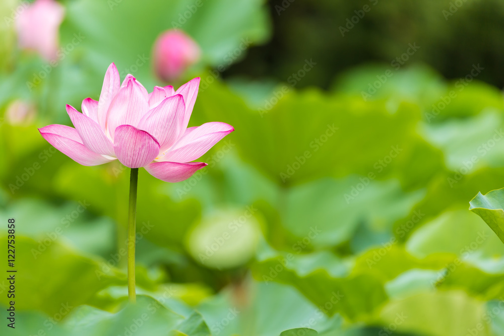 The Lotus Flower.Background is the lotus leaf and lotus flower and lotus bud and tree.