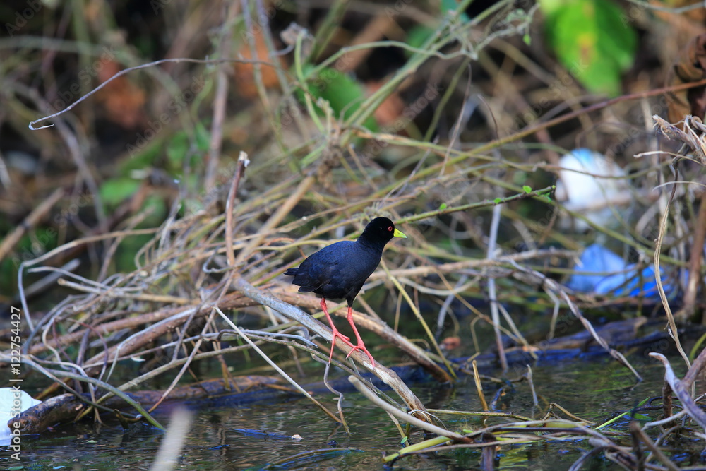Fototapeta premium African black crake (Amaurornis flavirostra) in Uganda