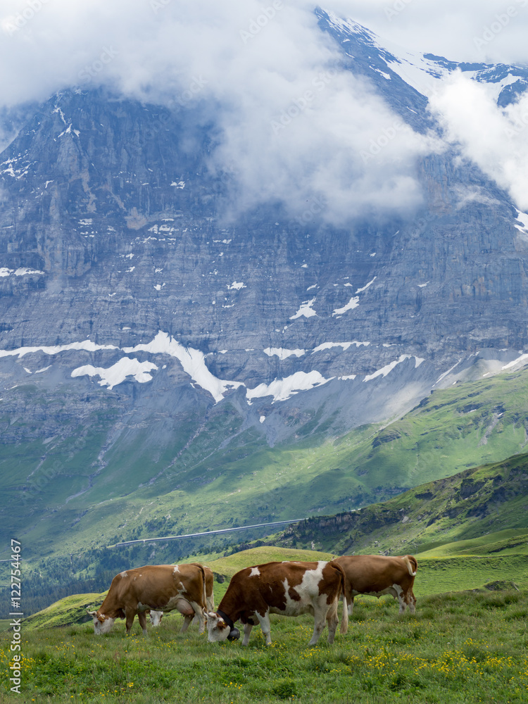 Paisaje alpino en Männlichen, Suiza, rodeado de vacas con sus cencerros típicos en el verano de 2016 OLYMPUS DIGITAL CAMERA