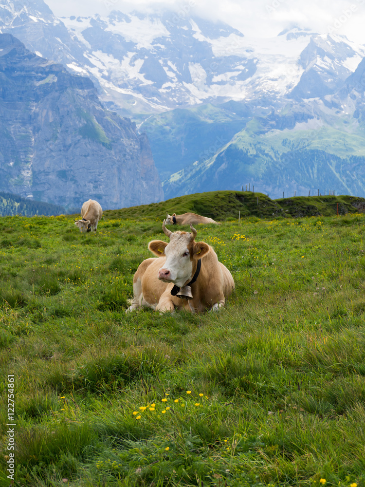Obraz premium Paisaje alpino en Männlichen, Suiza, rodeado de vacas con sus cencerros típicos en el verano de 2016 OLYMPUS DIGITAL CAMERA