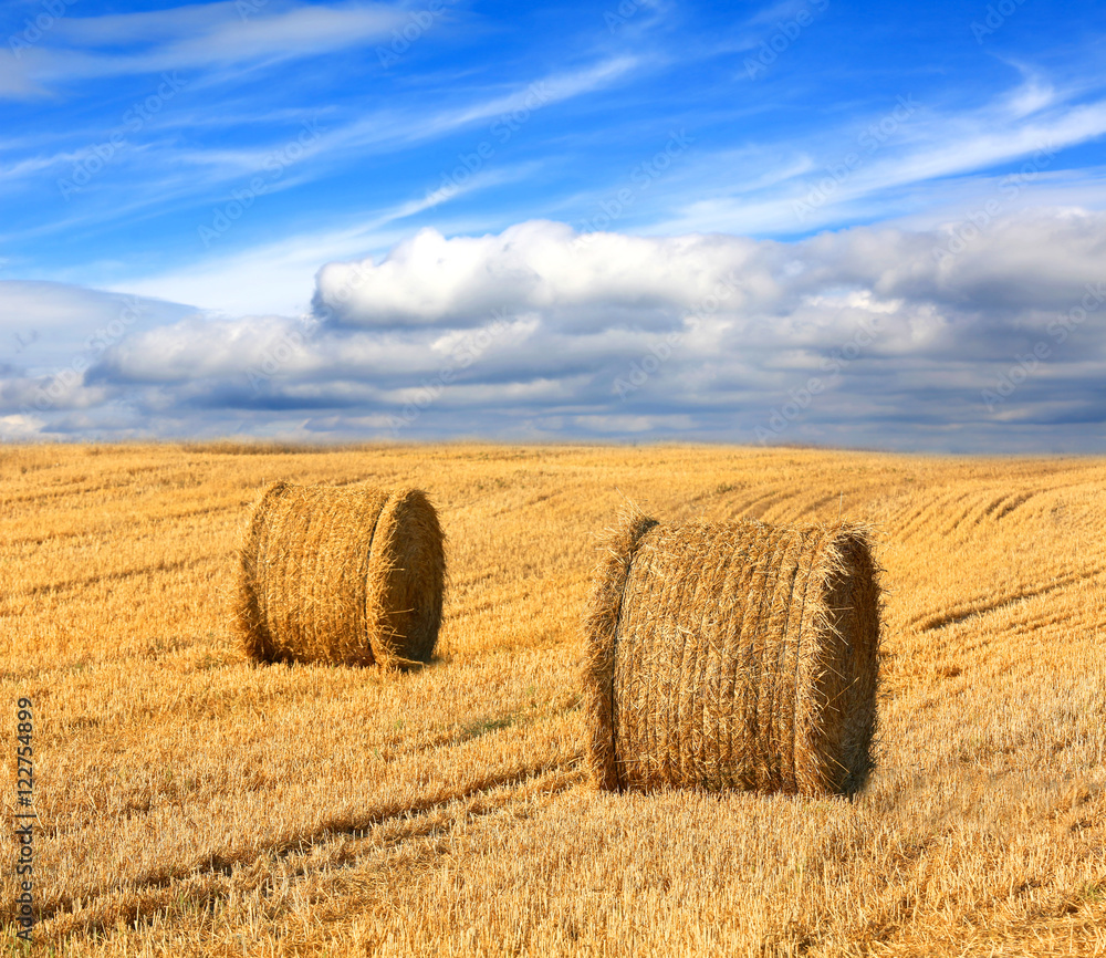hay rolls on farming field under nice clouds in sky