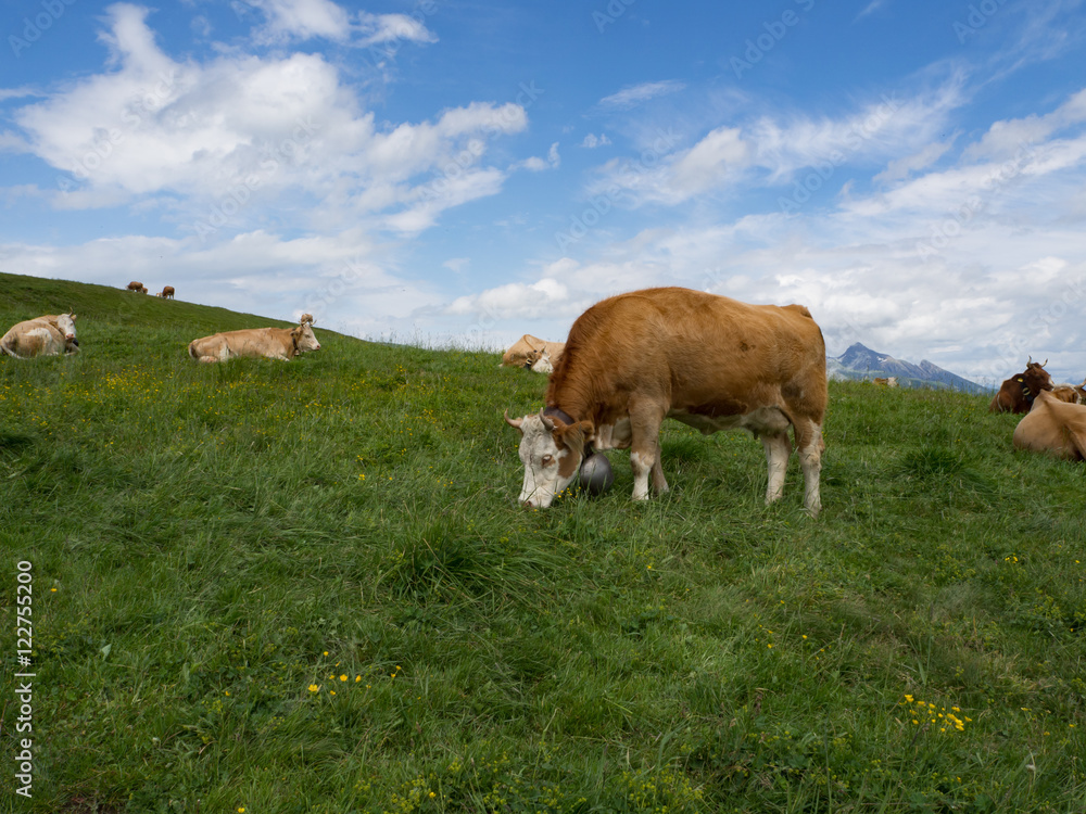 Paisaje alpino en Männlichen , Suiza, rodeado de vacas con sus típicos cencerros suizos, en el verano de 2016 OLYMPUS DIGITAL CAMERA Paisaje alpino en Männlichen , Suiza, rodeado de vacas con sus típicos cencerros suizos, en el verano de 2016 OLYMPUS DIGITAL CAMERA