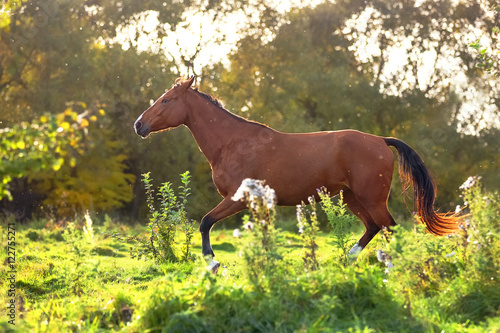 Slika na platnu Bay horse trotting in the autumn forest