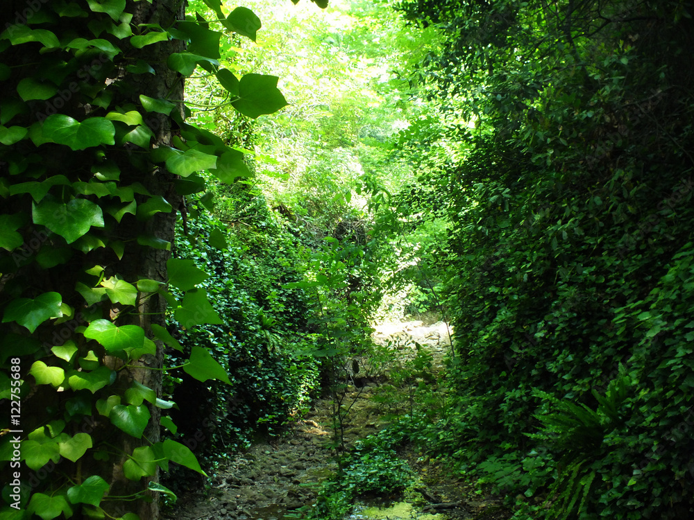 Fototapeta premium Fresh path trought the forest