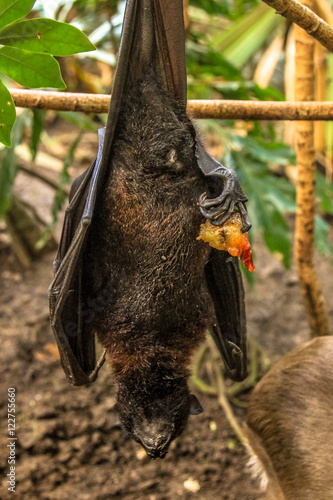 Fruit bat while sleeping, Wahlbergs epauletted, epomophorus wahlberg, is a species of megabat Pteropodidae in the family who is in South Africa. photo
