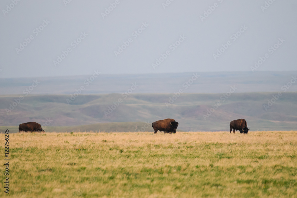 Wild Plains Bison (Bison bison bison)