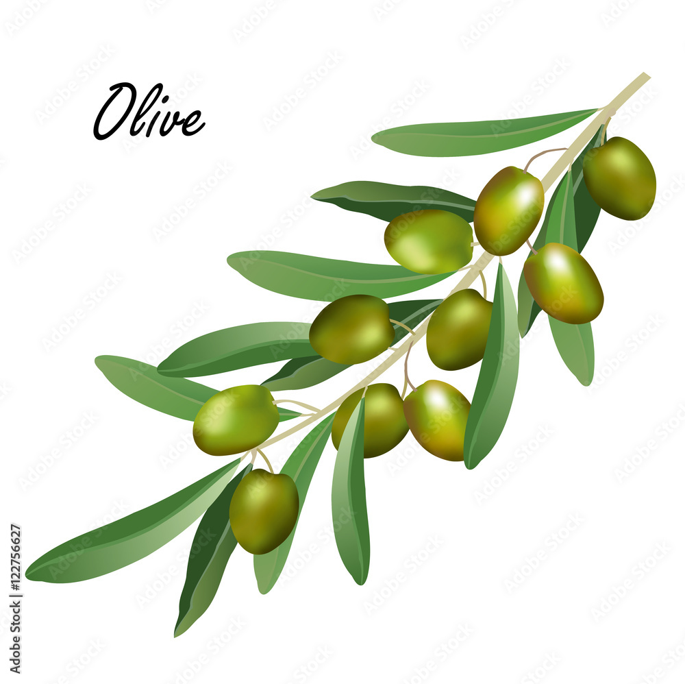 Olive branch (Olea europaea). Hand drawn realistic vector illustration