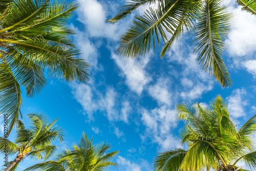Natural background from Boracay island with coconut palms tree l