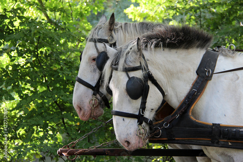 Horse with blinders on the eyes