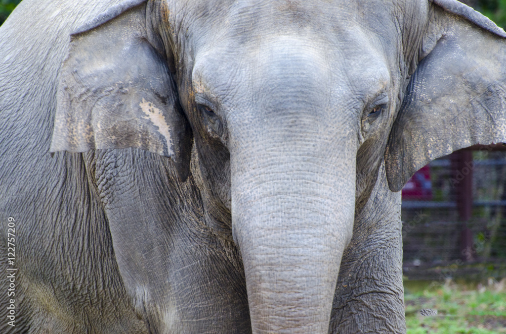 Closeup elephant face