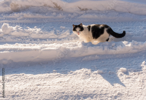 Black and white cat stands in the middle of the road covered wit photo