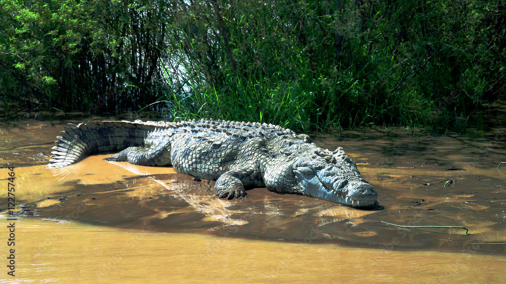 Naklejka premium The Nile crocodile in Chamo lake, Nechisar national park, Ethiopia