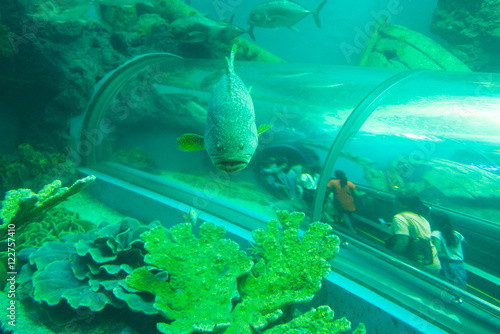 Tropical fishes at the Aquatic tunnel in the Rayong Aquarium, Th photo