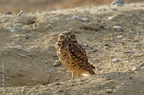 Burrowing owl at outdoor field