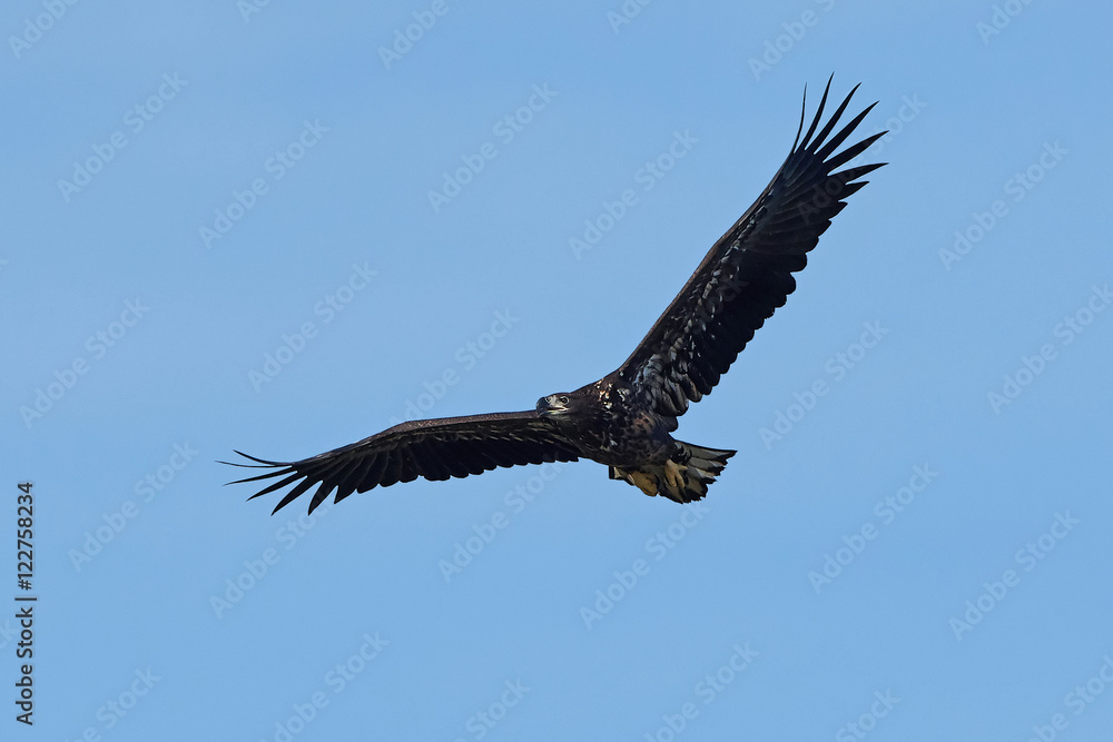 Obraz premium White-tailed eagle (Haliaeetus albicilla)