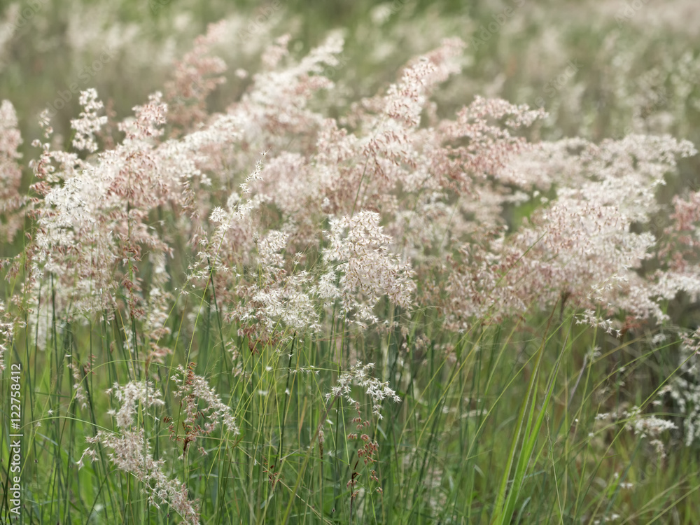 Forest meadow with wild grasses, select and soft focus Forest meadow with wild grasses, select and soft focus