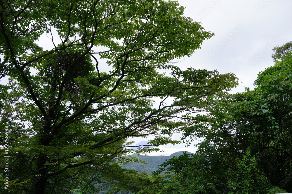 Obraz premium 森 木 夏休み 登山