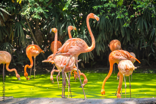 Photography pink flamingos photographed in Safari World Park of Bangkok