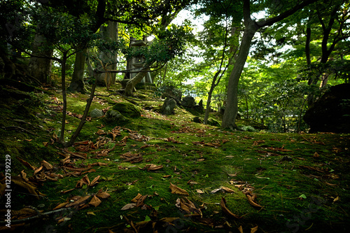 Leaves on a Moss covered Wood Flooring at Kenroku-en Garden in Kanazawa, Japan