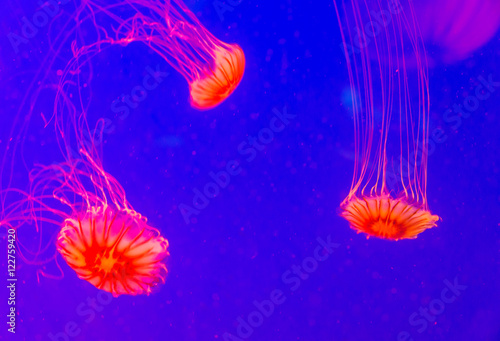 red jellyfish in Seoul Coex Oceanarium photo