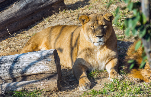 resting lion at Safari World, Bangkok Thailand