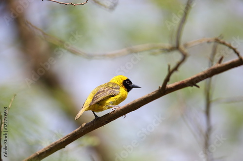 Slender-billed weaver in Uganda