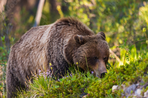  Grizzly Bear (Ursus arctos horribilis)