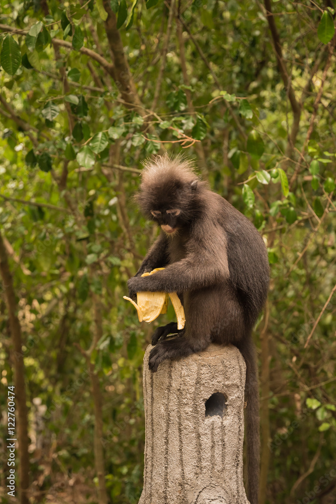 Spectacled langur thailand Spectacled langur thailand