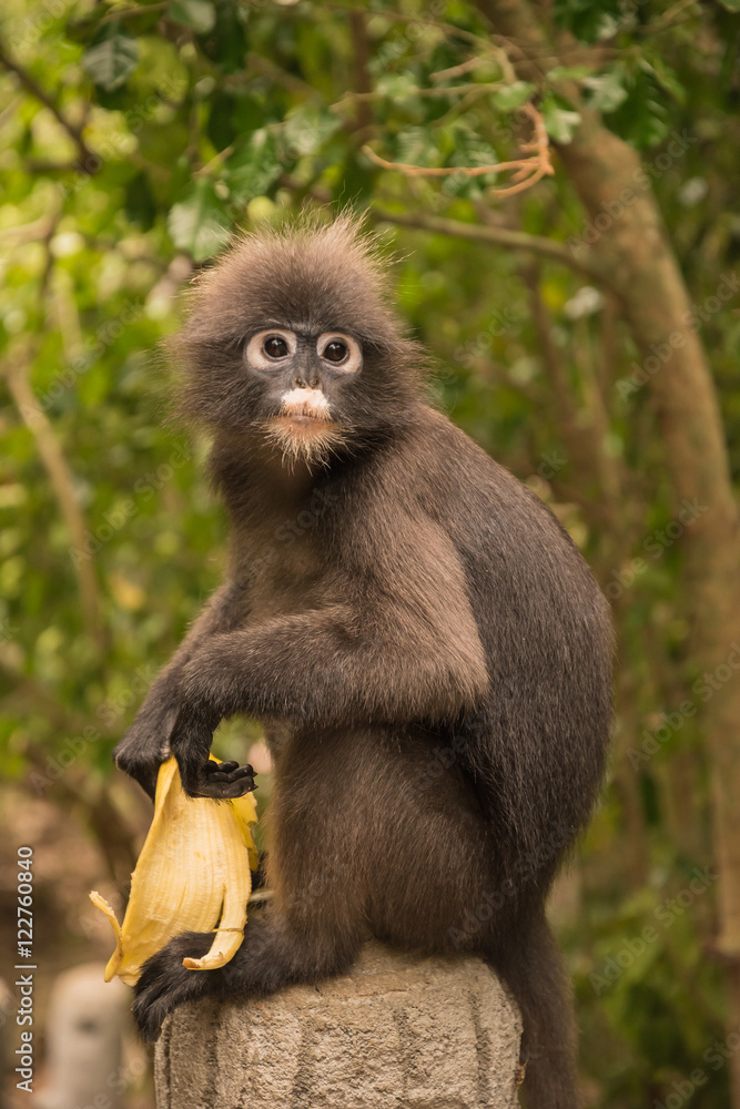 Spectacled langur thailand