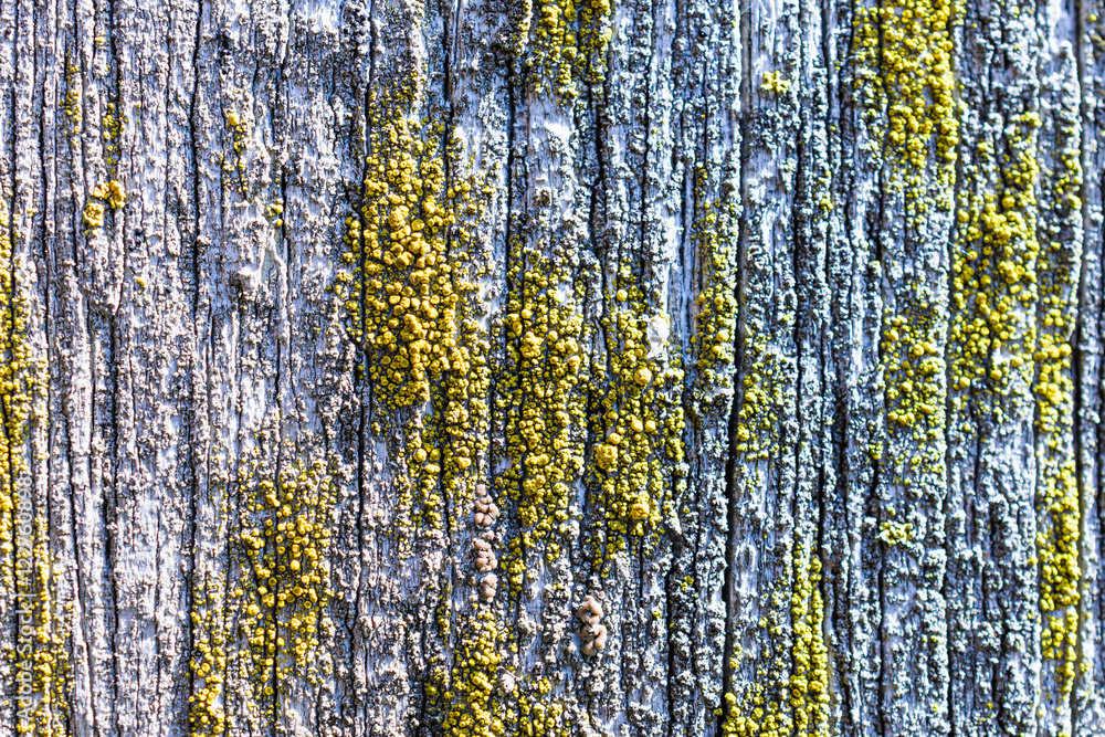 Obraz premium Old dry, weathered boards, covered with lichen.
