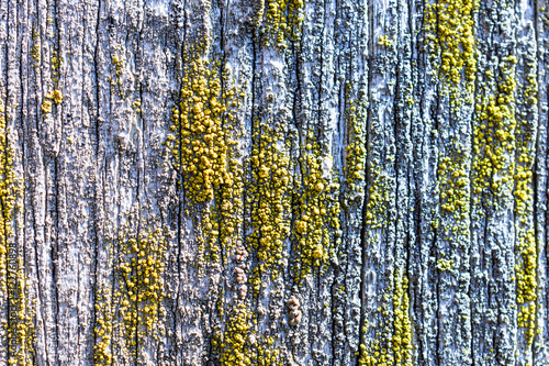 Old dry  weathered boards  covered with lichen.