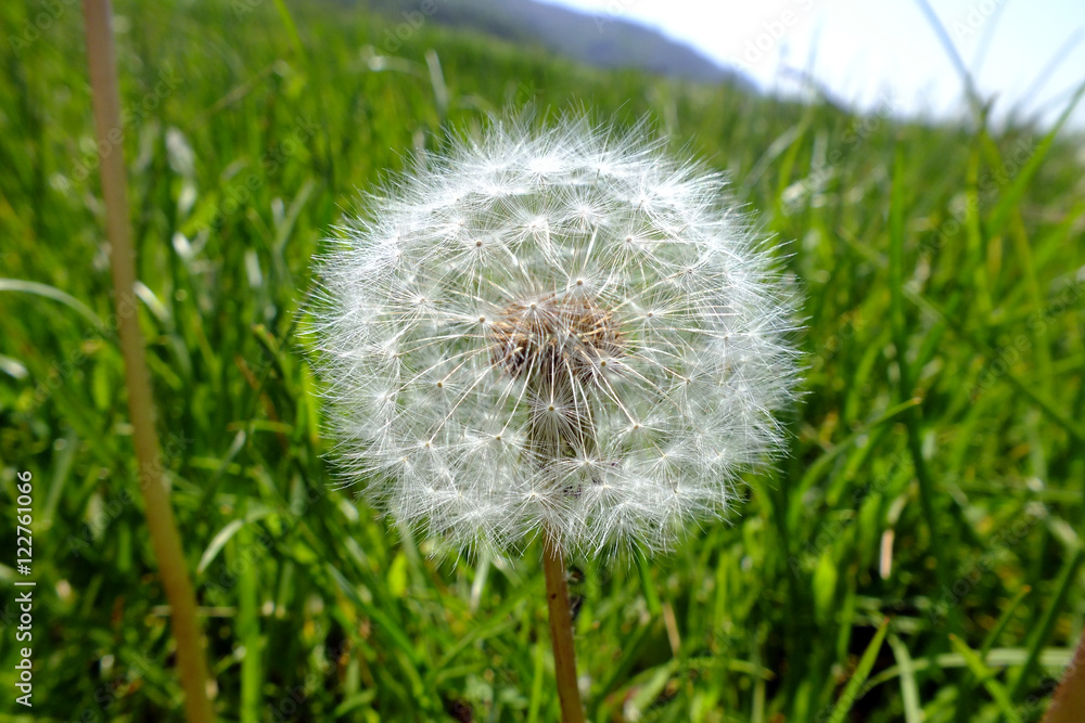 Fototapeta premium Dandelion in the grass