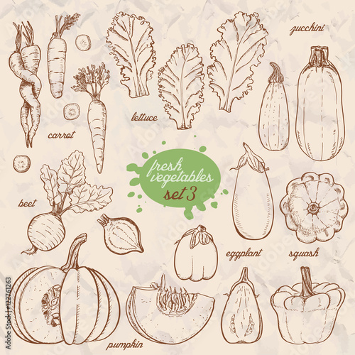 Set of isolated vegetables in a sketch style. Carrots, lettuce, zucchini, eggplant, pumpkin, beets, squash