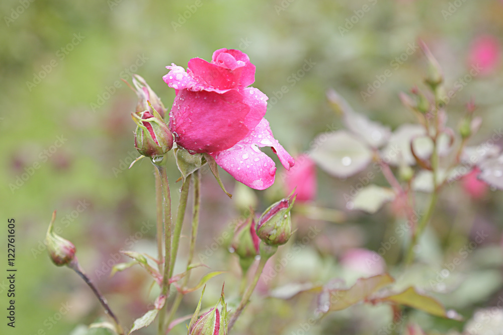 Pink rose with drops of water in a beautiful garden Pink rose with drops of water in a beautiful garden