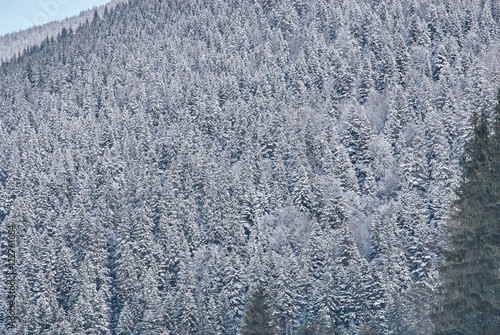 Conifer forest in winter covered by snow © vdovychenkodenys