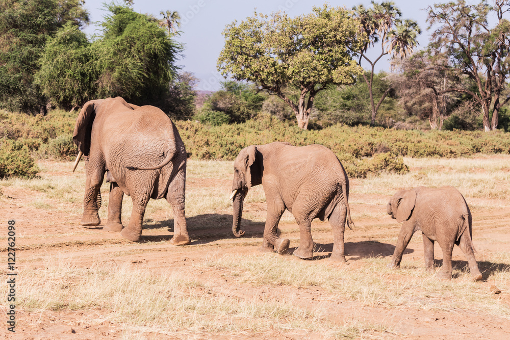 family of elephants in Masai Mara Kenya family of elephants in Masai Mara Kenya