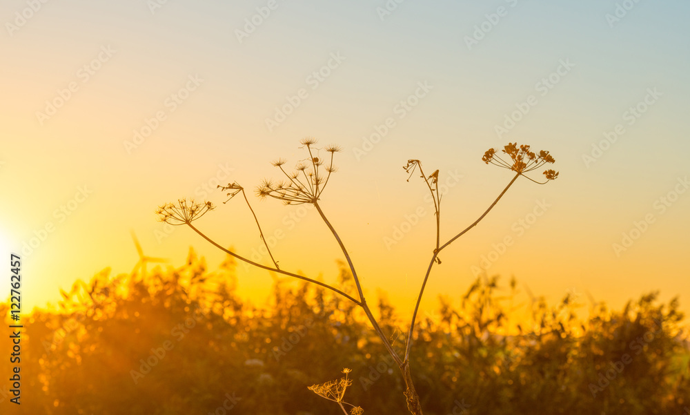 Obraz premium Wild flowers in the light of sunrise in autumn