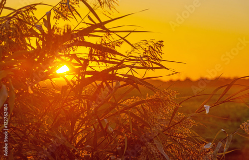 Reed in a field at sunrise in autumn  