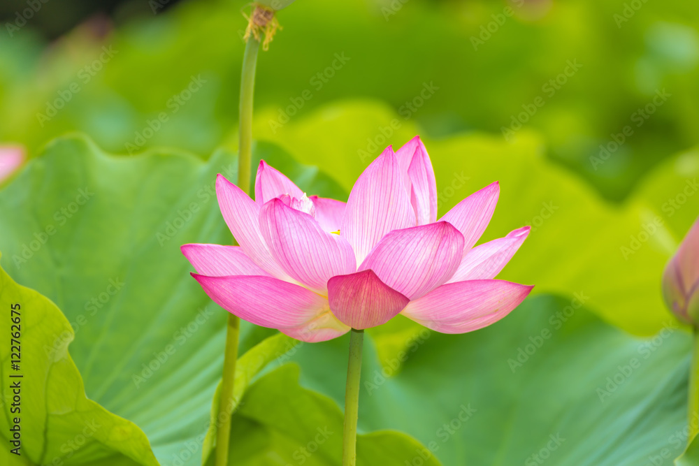The Lotus Flower.Background is the lotus leaf and lotus flower and lotus bud.