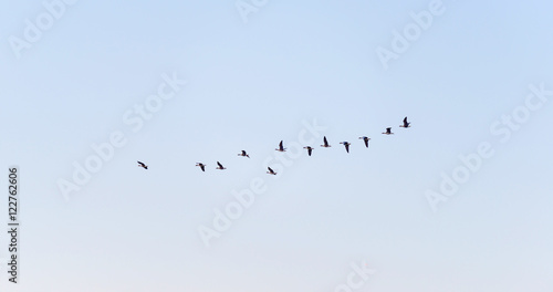 Birds flying in a sunny sky at fall