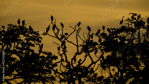  Birds on the Trees, Silhouettes