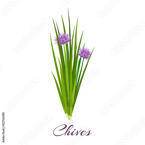Blossoming chives color vector illustration