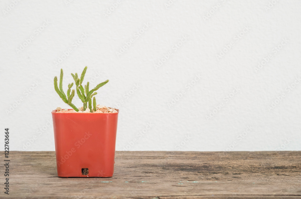 Closeup cactus in brown plastic pot on blurred wood desk and white cement wall textured background with copy space Closeup cactus in brown plastic pot on blurred wood desk and white cement wall textured background with copy space