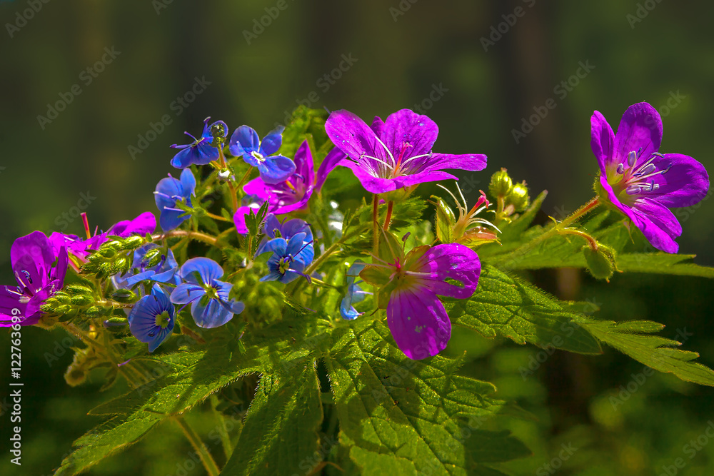 Fototapeta premium beautiful bouquet with white blue yellow summer flowers