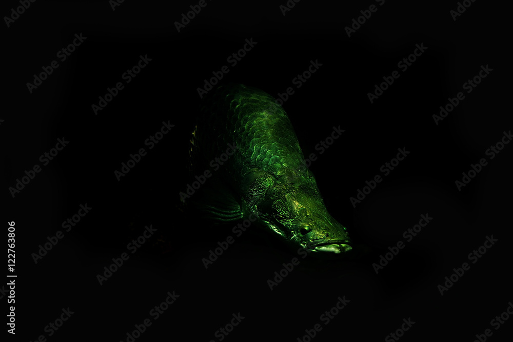 Arapaima Arapaima